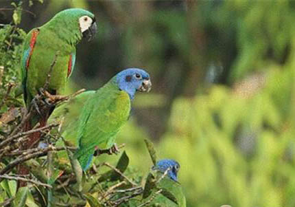 牡丹鸚鵡飼養禁忌