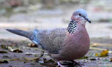 斑鳩得養(yǎng)多久才會親主人