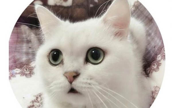 剛出生的小貓死沒死怎么判斷