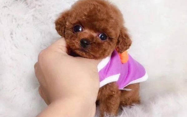 茶杯犬可以生小狗嗎