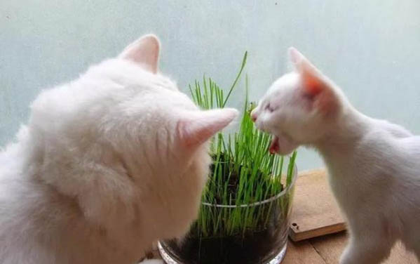 小貓幾個月能吃貓糧