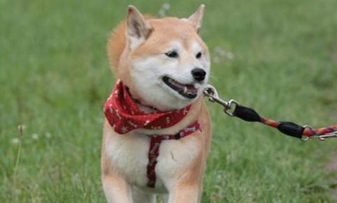 狗狗患犬瘟熱有哪些癥狀