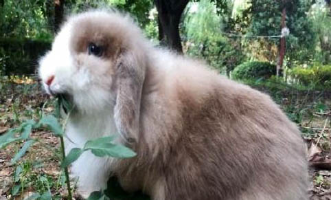 垂耳兔多大可以吃零食