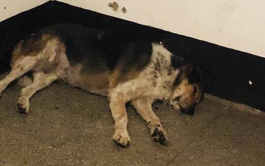 貓感染了狂犬病幾天會死