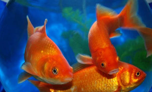 龍魚入缸多久可以喂食