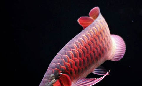 銀龍魚能活多久