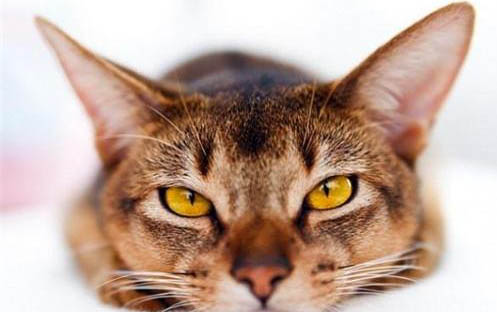 小貓多久可以洗澡