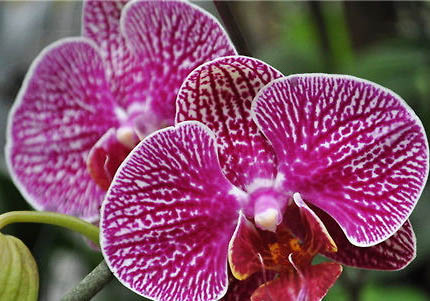 鐮蝴蝶魚的喂食要點(diǎn)