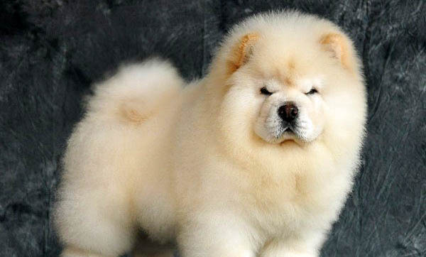 松獅犬什么時候成年啊