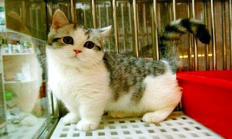 短腳貓不建議買的原因