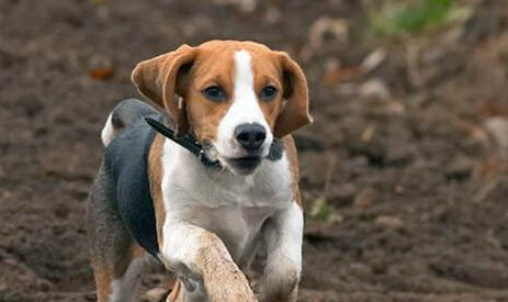 比格犬和柯基犬哪個好