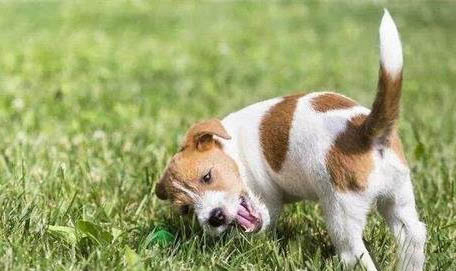 怎么教狗狗叼東西回來