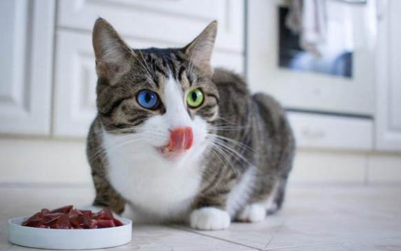 貓咪吃零食好嗎