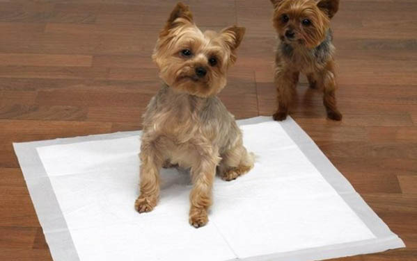 公犬絕育的好處和壞處