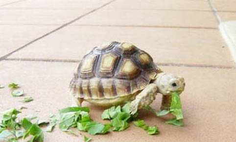 寵物龜冬眠飼養(yǎng)誤區(qū)