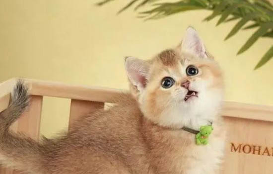 純種金漸層貓圖片