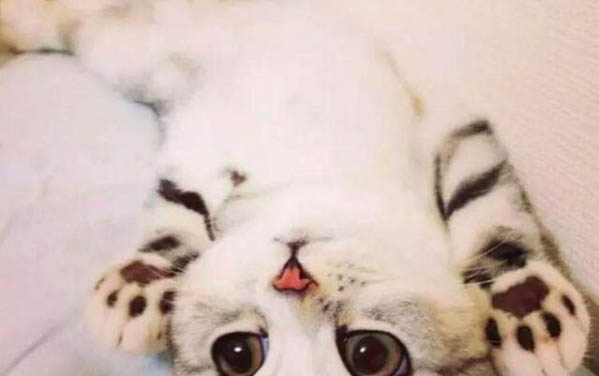 貓可以多久不吃東西