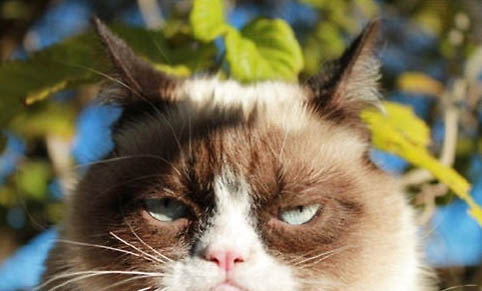 如何使貓少掉毛