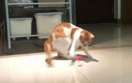 小貓傳腹肚子硬還是軟