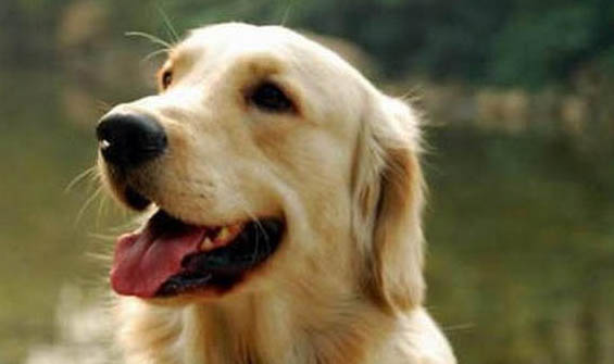 金毛犬吃什么可以補鈣