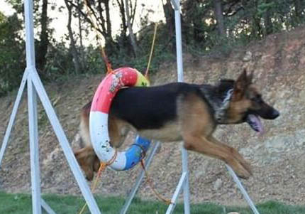 牧羊犬為什么會放羊
