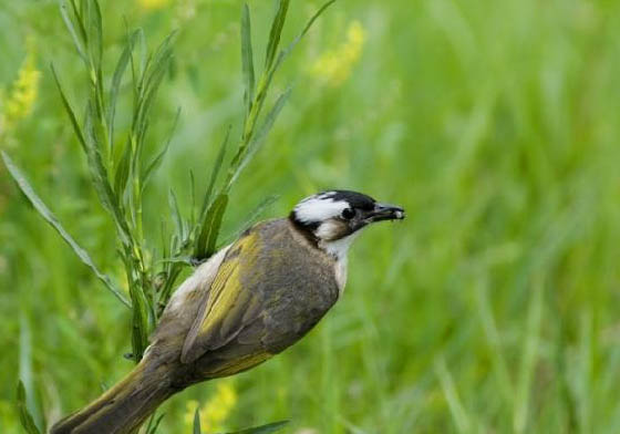 白頭鵯壽命多少年