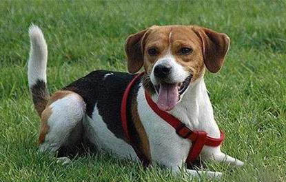 哈利犬和比格犬的區(qū)別