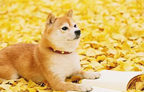 柴犬有哪些缺點