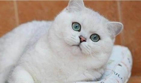 貓咪流眼淚打噴嚏流鼻涕吃什么藥?