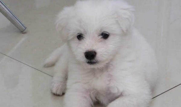 比熊犬為什么會得色盲？