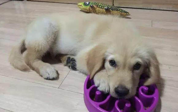 如何培養狗狗大小便