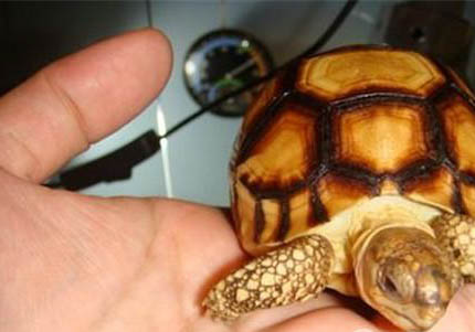 四爪陸龜能活多久