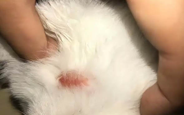 剛出生的小貓可以喝純牛奶嗎