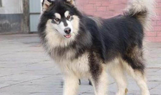 公犬發(fā)情期大概持續(xù)多久?