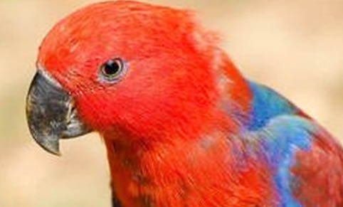 飼養(yǎng)吸蜜鸚鵡的注意事項(xiàng)
