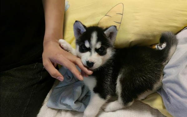 狗狗胰腺炎有哪些癥狀