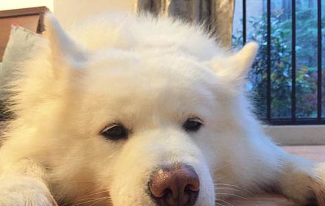 分開多久狗狗最想主人？