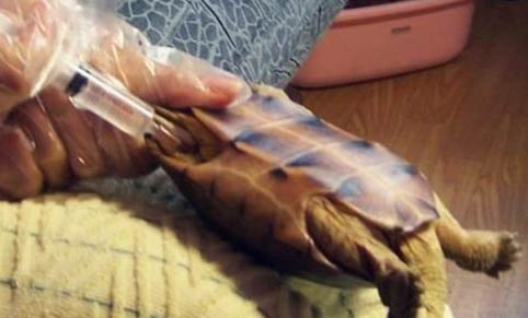 寵物龜的種類有哪些?