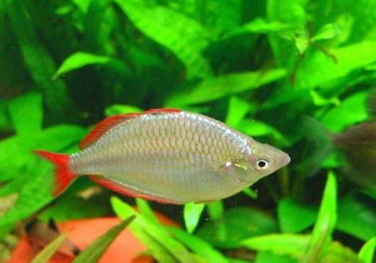 秋天釣鯉魚釣深還是淺