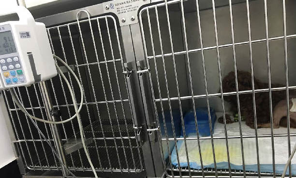 犬瘟熱都有什么前兆