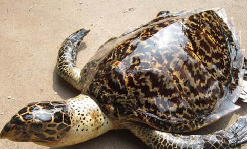 寵物龜的選擇方法有哪些