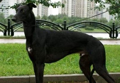 格力犬什么時候打第一針疫苗