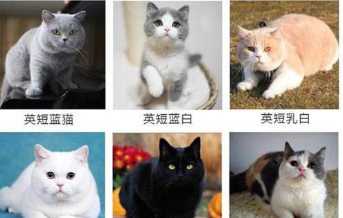 英短藍(lán)白黑鼻子正常嗎？