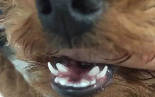 狗狗乳腺瘤手術后會不會再復發