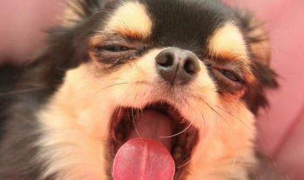 挑選好狗的6條標(biāo)準(zhǔn)