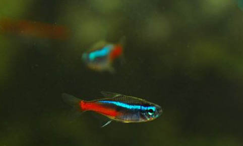 家中養(yǎng)魚(yú)幾條合適