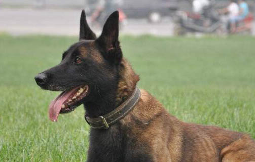 如何輔助馬犬串串立耳