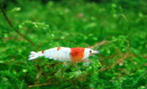 水晶蝦抱卵多久孵化