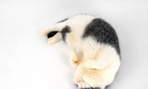 如何避免貓咪應(yīng)激?