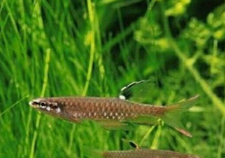 孔雀魚繁殖需要什么條件